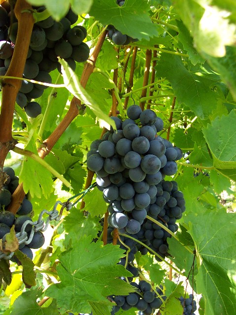 Wie aus Trauben Wein wird